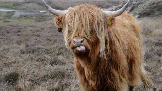 Highland cow with a fringe